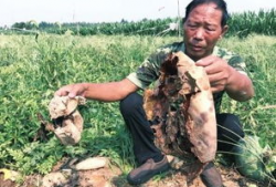 吃瓜最新事件爆料砀山,揭秘吃瓜群众最新热议事件